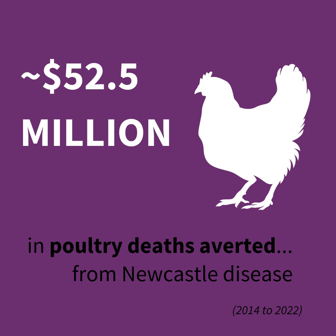 🐤 #NewcastleDisease severely affects #poultry productivity, with morbidity & mortality rates that can be up to 100% in unvaccinated chickens. Over the years, we have worked with partners on different initiatives to tackle this devastating disease. 👉 ow.ly/XIkO50Qk4sA