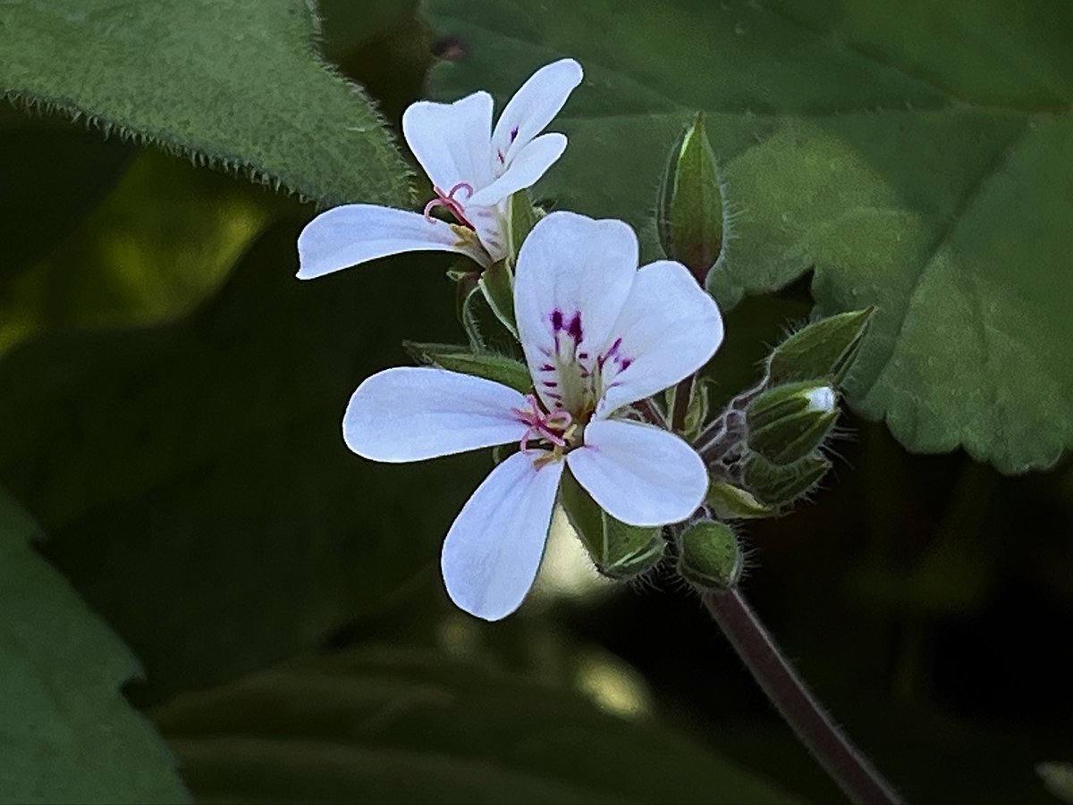 #TLを花でいっぱいにしよう
#センテッドゼラニウム
#nature #flowers
#flowerphotography