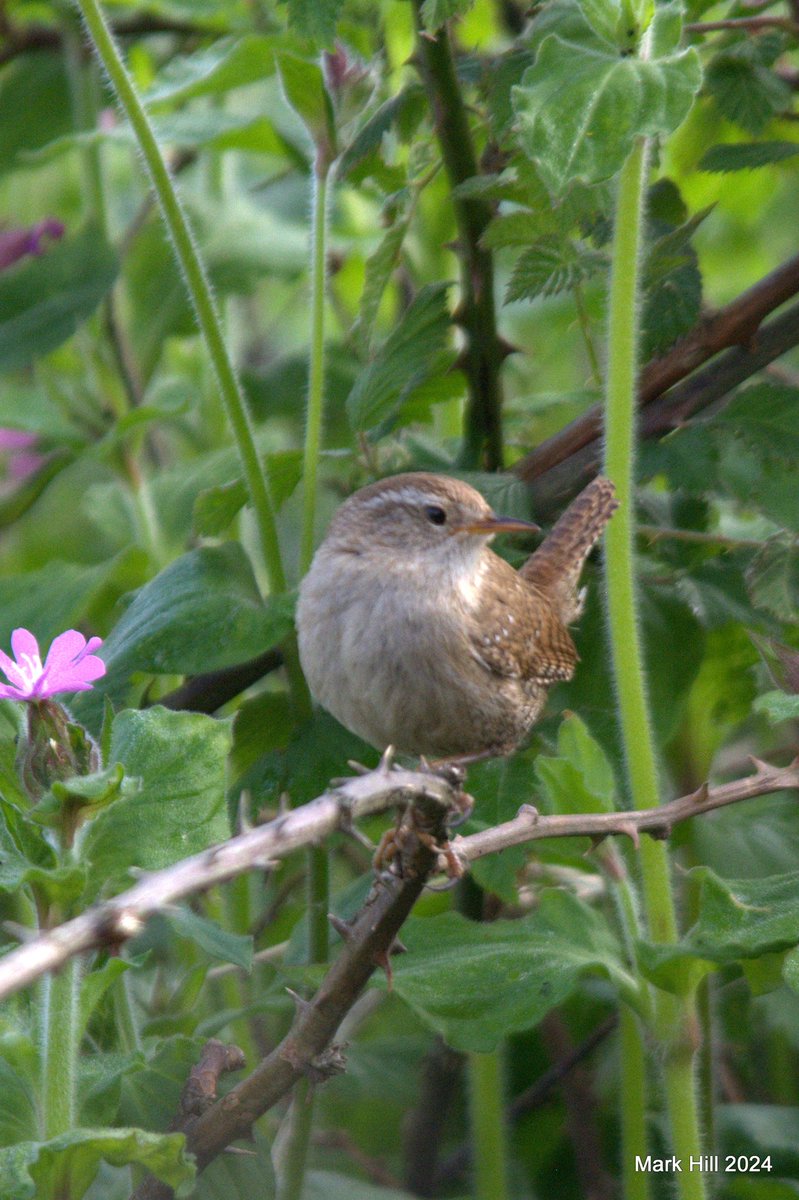 Also, from my wander around Summer Leys on Tuesday were a lot of warblers and wrens. @wildlifebcn #birds
