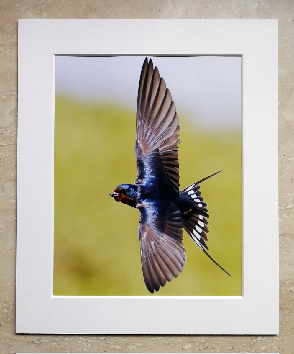 'Swallow in flight' 😊🐦❤️
carlbovis.com/10x8-prints