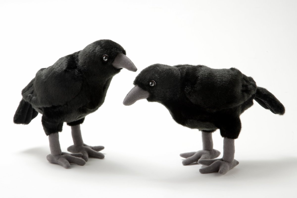 カラス のぬいぐるみを入荷しました！ きゅるっとした目が可愛い