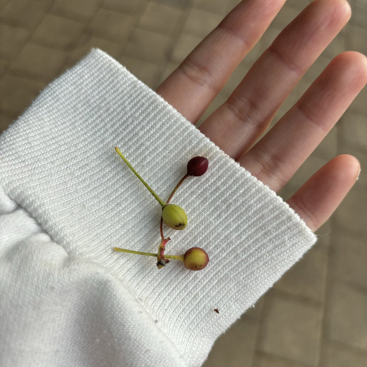 산책길에 떨어진 버찌들을 보며 쭈님 생각을 해
완전 낭만이죠