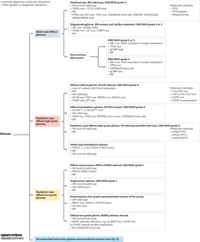 #Gliomas are classified according to the 2021 WHO classification of ...