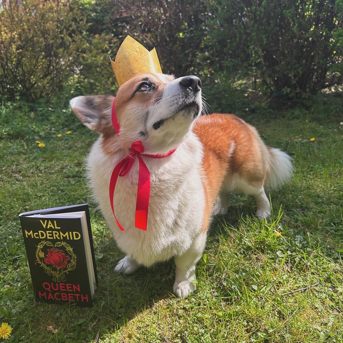 Henry the corgi is royally excited about Queen Macbeth! 🐾👑 Have you picked up your copy of this brilliant historical novel by @valmcdermid yet? An instant Indie Fiction Bestseller, this is a remarkable retelling of a story you may think you know.
