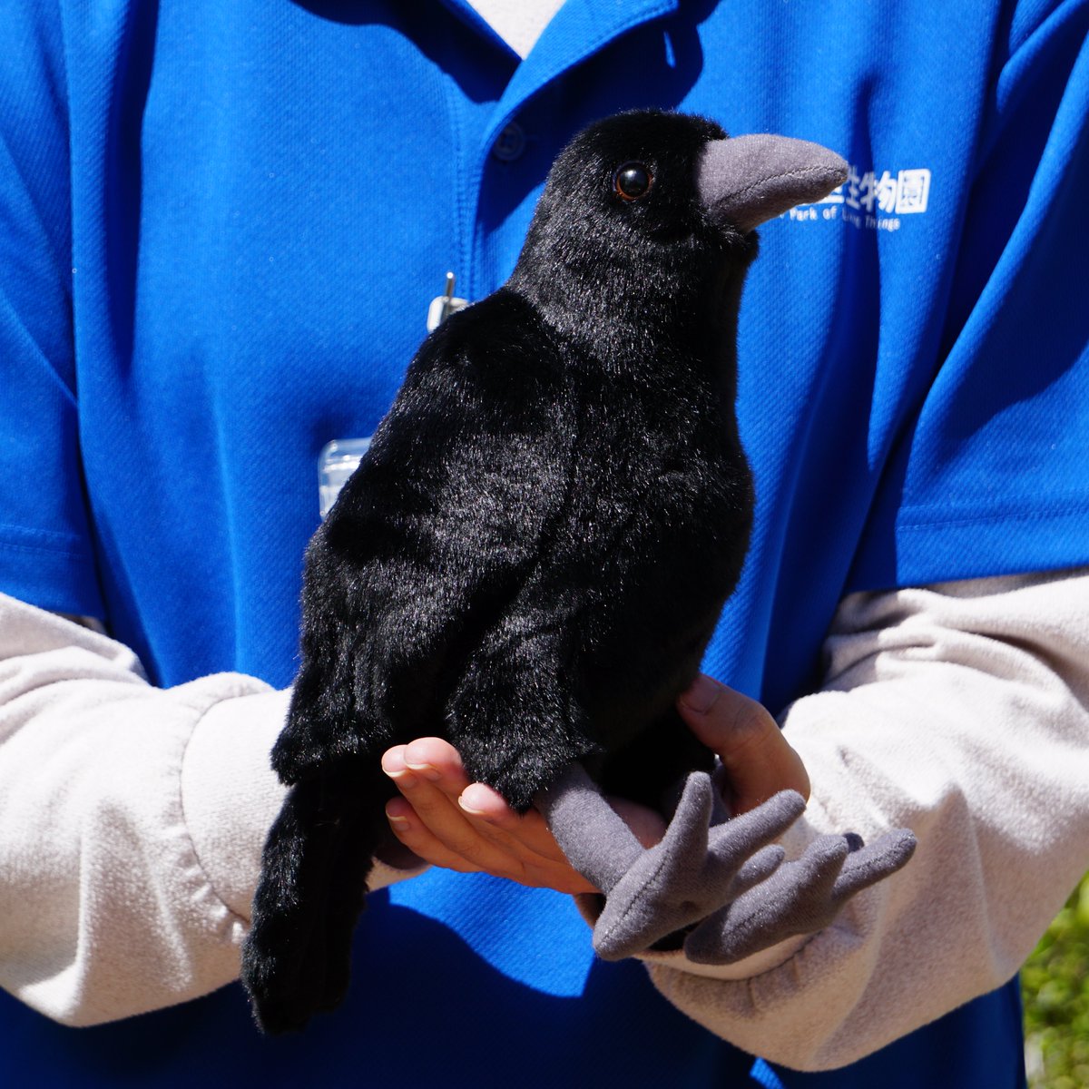 カラス のぬいぐるみを入荷しました！ きゅるっとした目が可愛い