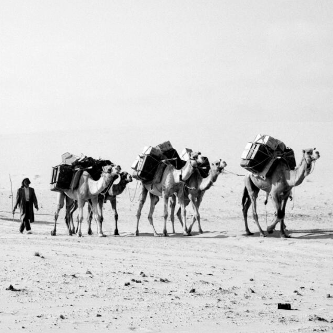 UNGeneva's tweet photo. Camels 🐫, long known as the "ships of the desert", have played an important role helping the UN from as early as the 1940s in driving up global vaccination rates and delivering lifesaving aid. #TBThursday 
https://t.co/5fR6fLqbhK https://t.co/0NVJNeBxcO