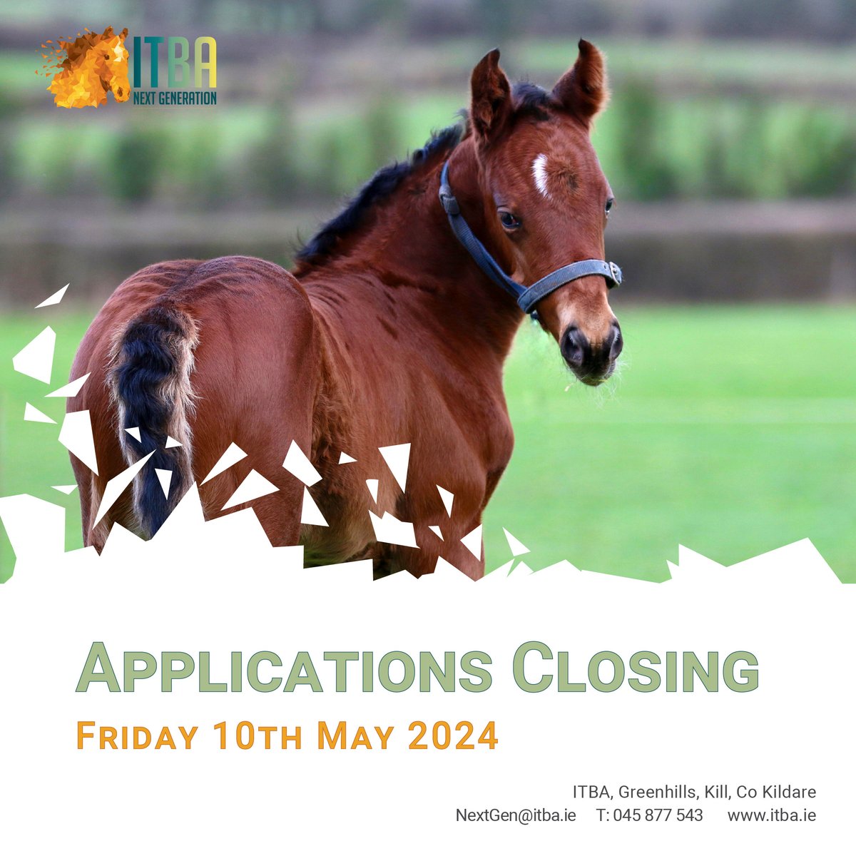 📢Applications Closing Tomorrow
 Friday 10th May 2024

Looking for placements and work experience with stud farms and Irish thoroughbred businesses? Apply for the 𝐈𝐓𝐁𝐀 𝐍𝐞𝐱𝐭 𝐆𝐞𝐧𝐞𝐫𝐚𝐭𝐢𝐨𝐧 𝐈𝐧𝐭𝐞𝐫𝐧𝐬𝐡𝐢𝐩 𝐒𝐜𝐡𝐞𝐦𝐞 today!

👉Application forms available at…