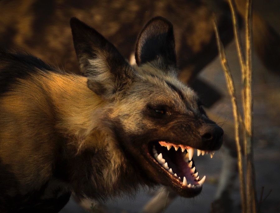 Finish the job, by any means necessary.

Death before dishonour.