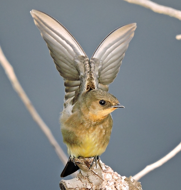 🇧🇷Andorinha-serradora
🌎Stelgidopteryx ruficollis

A andorinha-serradora é uma ave passeriforme da família Hirundinidae, conhecida também como andorinha-serradora-do-sul e andorinha-serrador.

📷 Valmir Antonio Costa