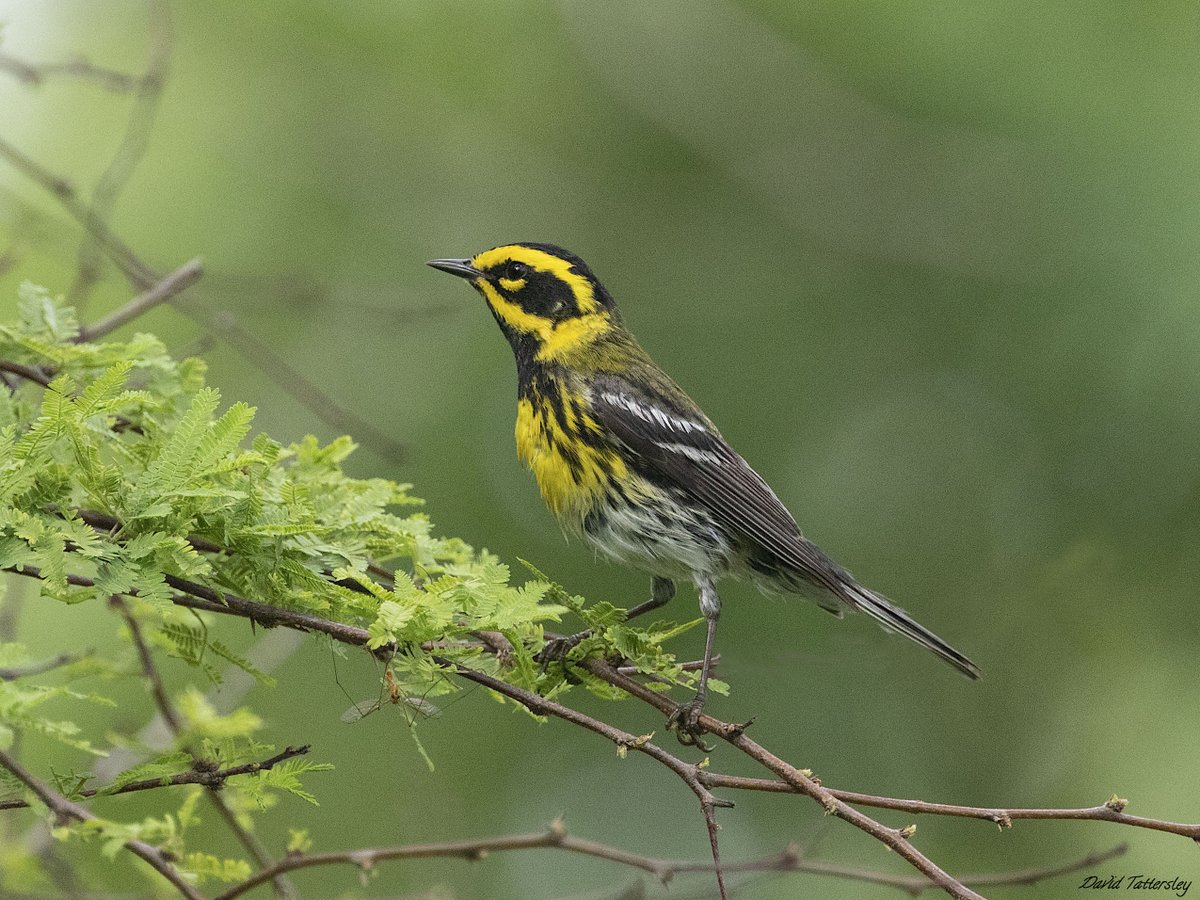 This Townsend's Warbler (Setophaga townsendi) proved to be a crowd favourite near the convention centre #SouthPadreIsland #Texas #USA great place for birding when migration is in full swing absolutely loved it there! @Float_photo #BirdsSeenIn2024