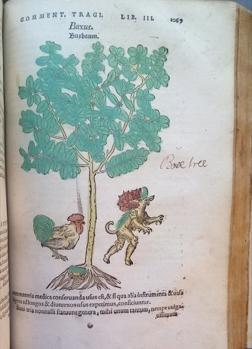 Be sure to look out for demon kneed monsters hanging around box trees! From Hieronymous Bock's Herbal, printed in Strasbourg, 1552.