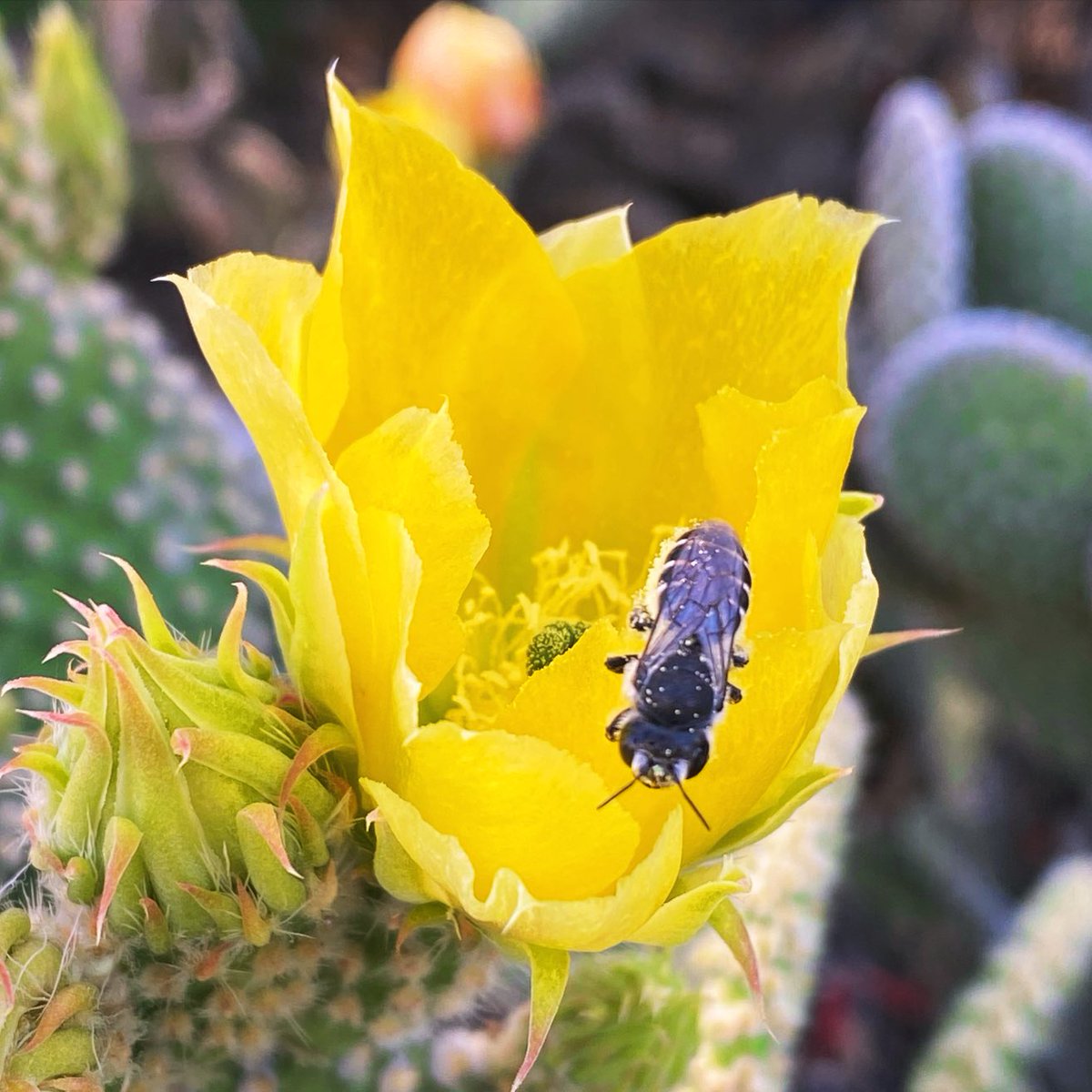 Happy #InsectThursday from a delicate cactus flower and friend. #flowers #bees 🐝