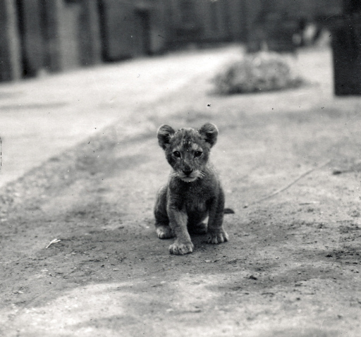 #ThrowbackThursday our Team's favourite day as we get to post historic photographs. As this week @zsllondonzoo are celebrating lion cubs, we #throwback to 1912 and this lion cub photographed by Frederick William Bond. Bond joined ZSL's Accounts Dept in 1903.