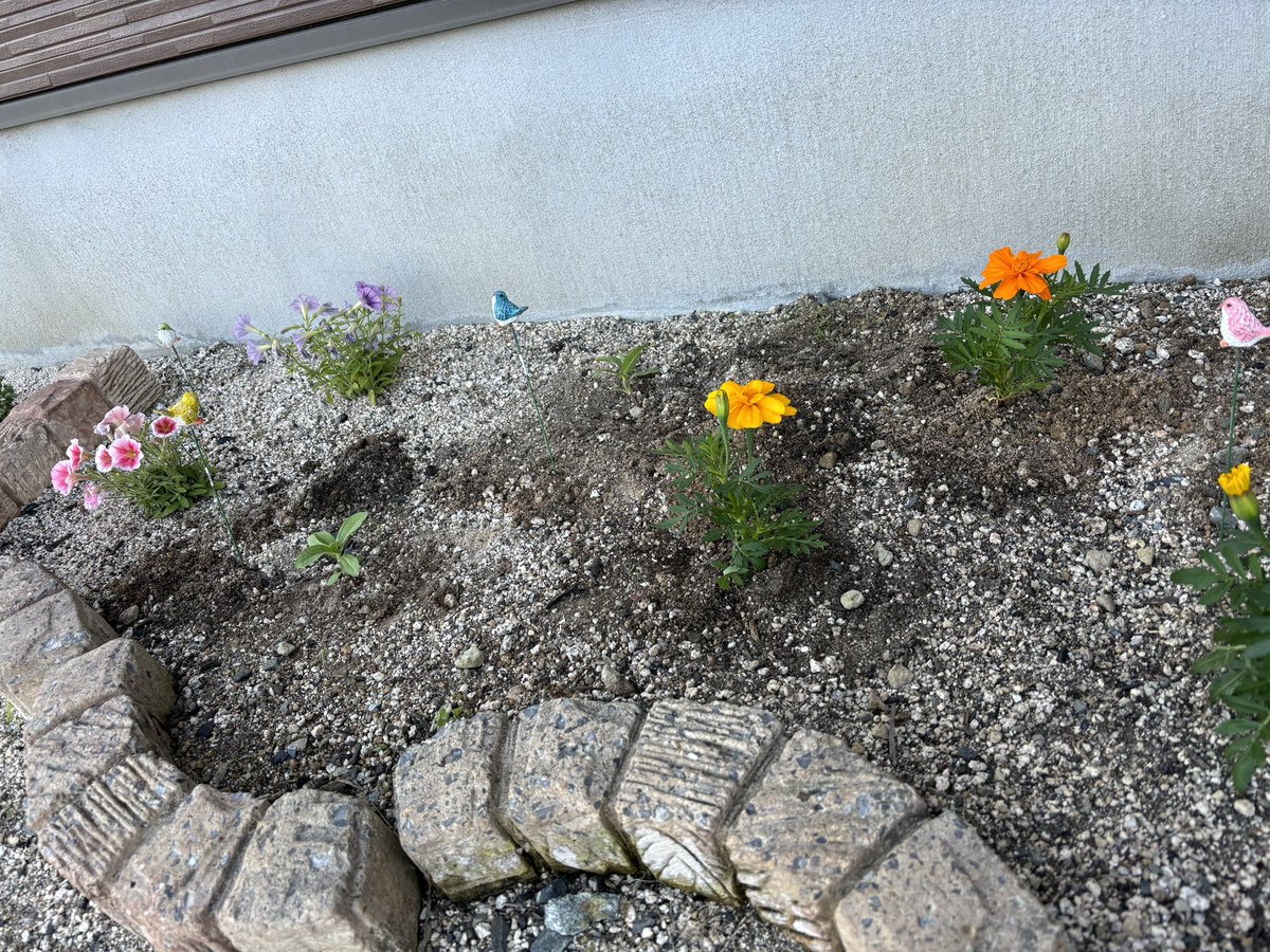 今日は早く帰れたからお花植えた🌸🌼