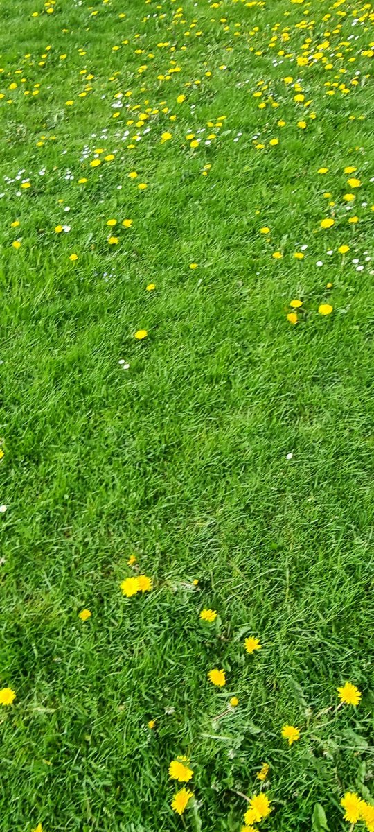 Quietbiglad's tweet photo. Lovely walk before work this morning. Had the pups at the park, not quite White Heart Lanes playing surface, but they loved it. Rain is coming by the looks of it. #dogwalking #fitat50 #Perthshire #longgrass #specy https://t.co/lRnzPQ4zTA