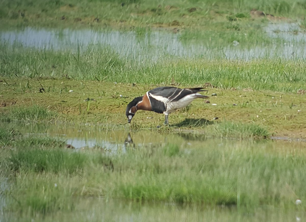 Red-breasted Goose still @RSPBFrampton daylist on 82 at 10 am.