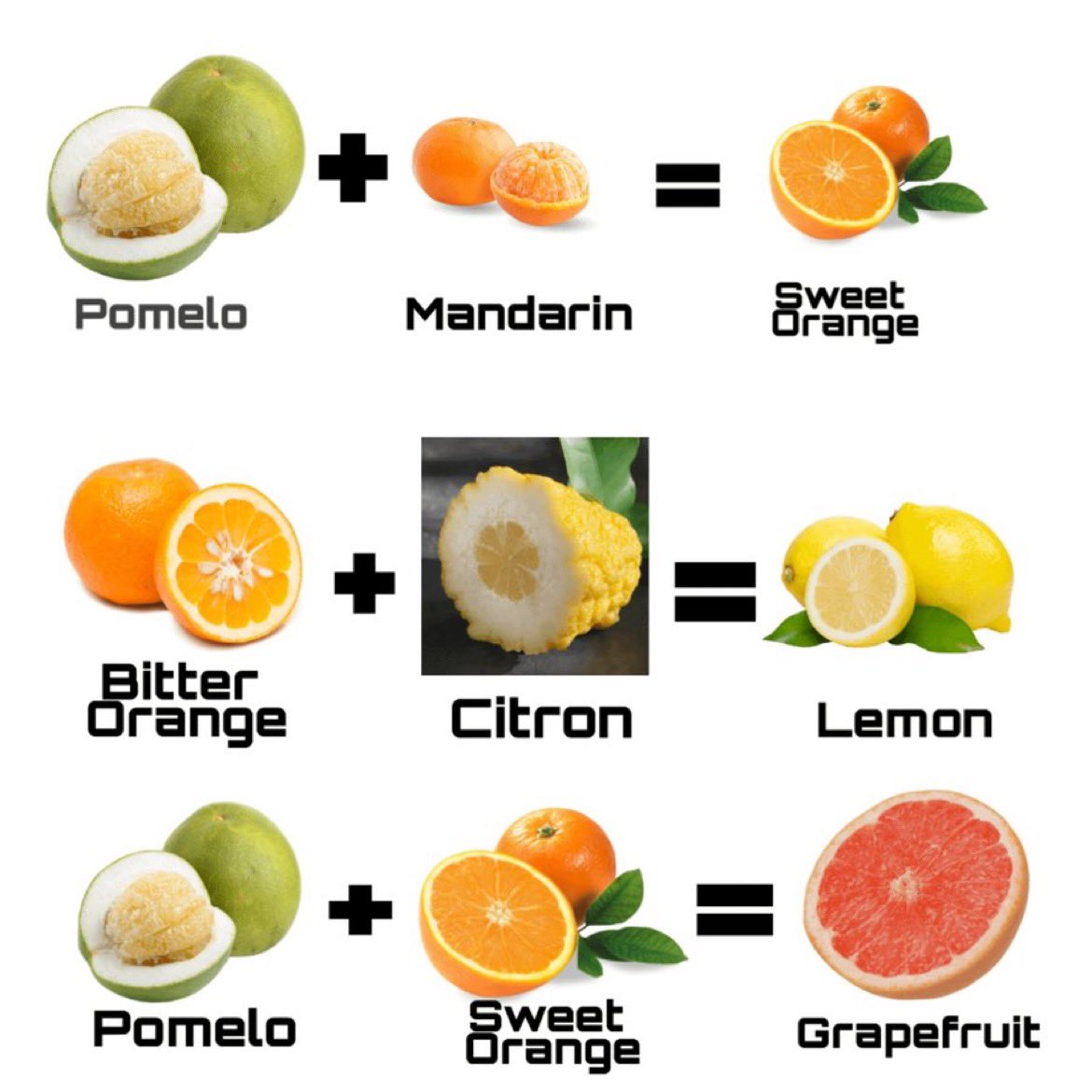 A lemon is a hybrid cross between;

→ Citron and, 
→ Bitter orange. 

Life never gave us lemons. 
↳ We gave them to ourselves.

I can't believe someone made a grapefruit from an orange and thought they made an improvement.