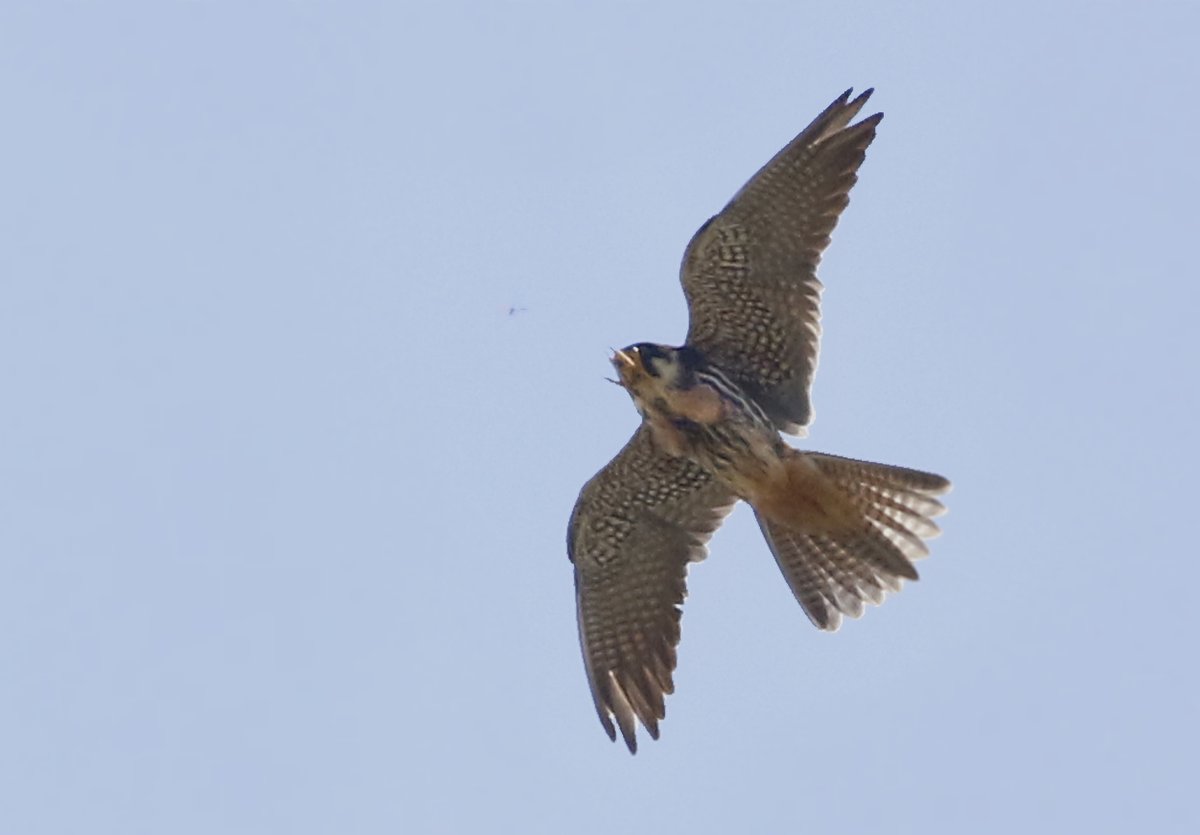 I have a lot of catching up but I must take advantage of this lovely weather and get out! Before I go here is a pic of my target bird from yesterday - The Hobby: This is just about to catch an insect! Enjoy! @Natures_Voice @NatureUK @KentWildlife @Britnatureguide #BirdsSeenIn2024