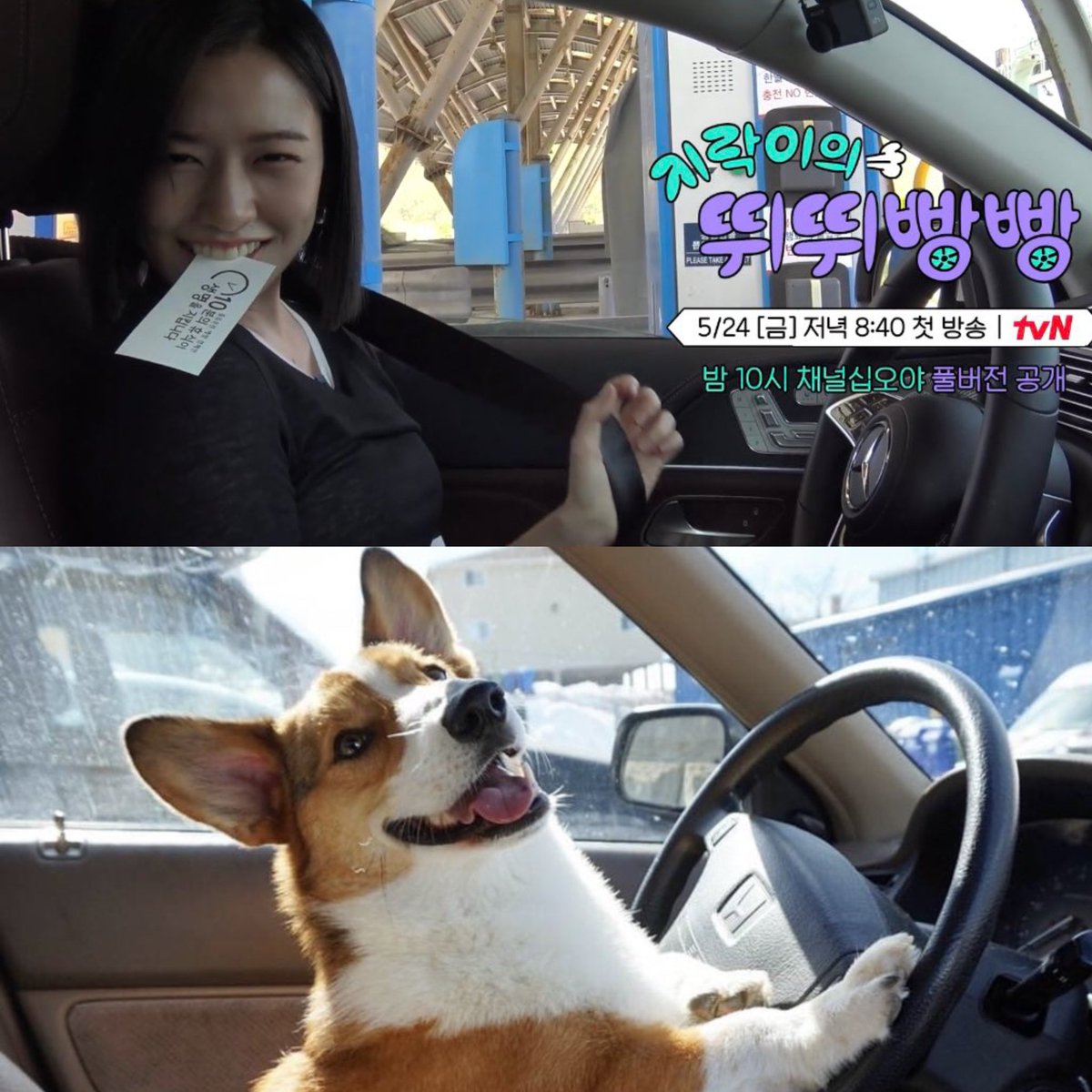 In case you're looking for an excited puppy driving her own car 😂🫳🏻🐶

#이거안유진