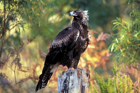 Jak informuje Australian Field Ornithology, wciągu ostatnich 12 lat farmy wiatrowe na Tasmanii raniły lub zabiły 257 orłów Audax fleayi. Orzeł ten jest wpisany na listę gatunków zagrożonych. afo.birdlife.org.au/afo/index.php/…