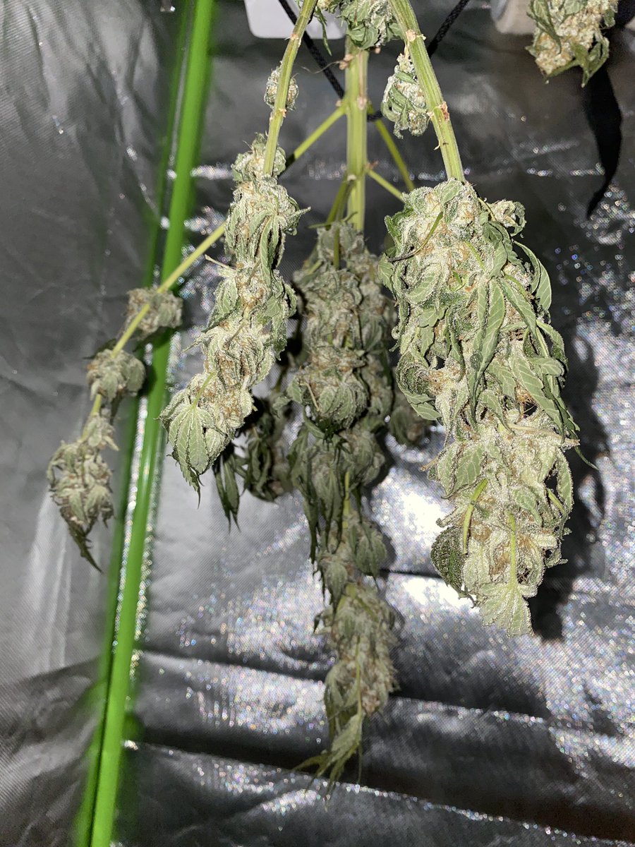 Banana Kush hängt seit 5tage