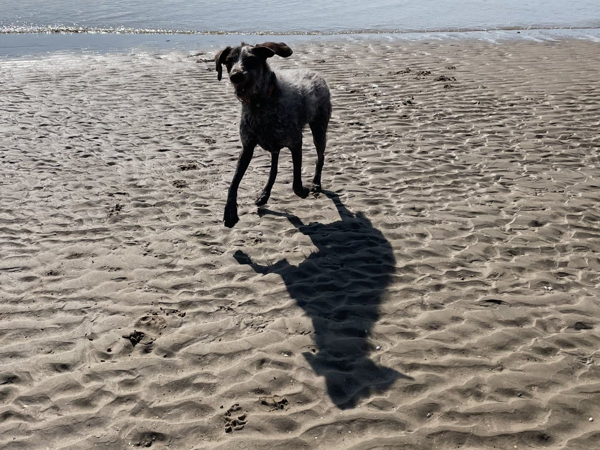 It’s a beach day #beachdog #happy #sun #goodvibes #morning #world #vitaminsea #seastheday #bestlife #adventure #outdoors #running #ears #thursday #funday #dog #dogsofinstagram #dogsoftwitter