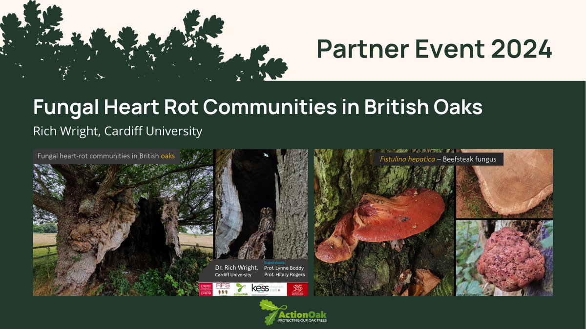 Kicking off today's presentations, Richard Wright from @cardiffuni shares an update on his research. 🌳🌳🌳 #ActionOakPartnerEvent2024 #PlantHealthScience #PlantHealthWeek