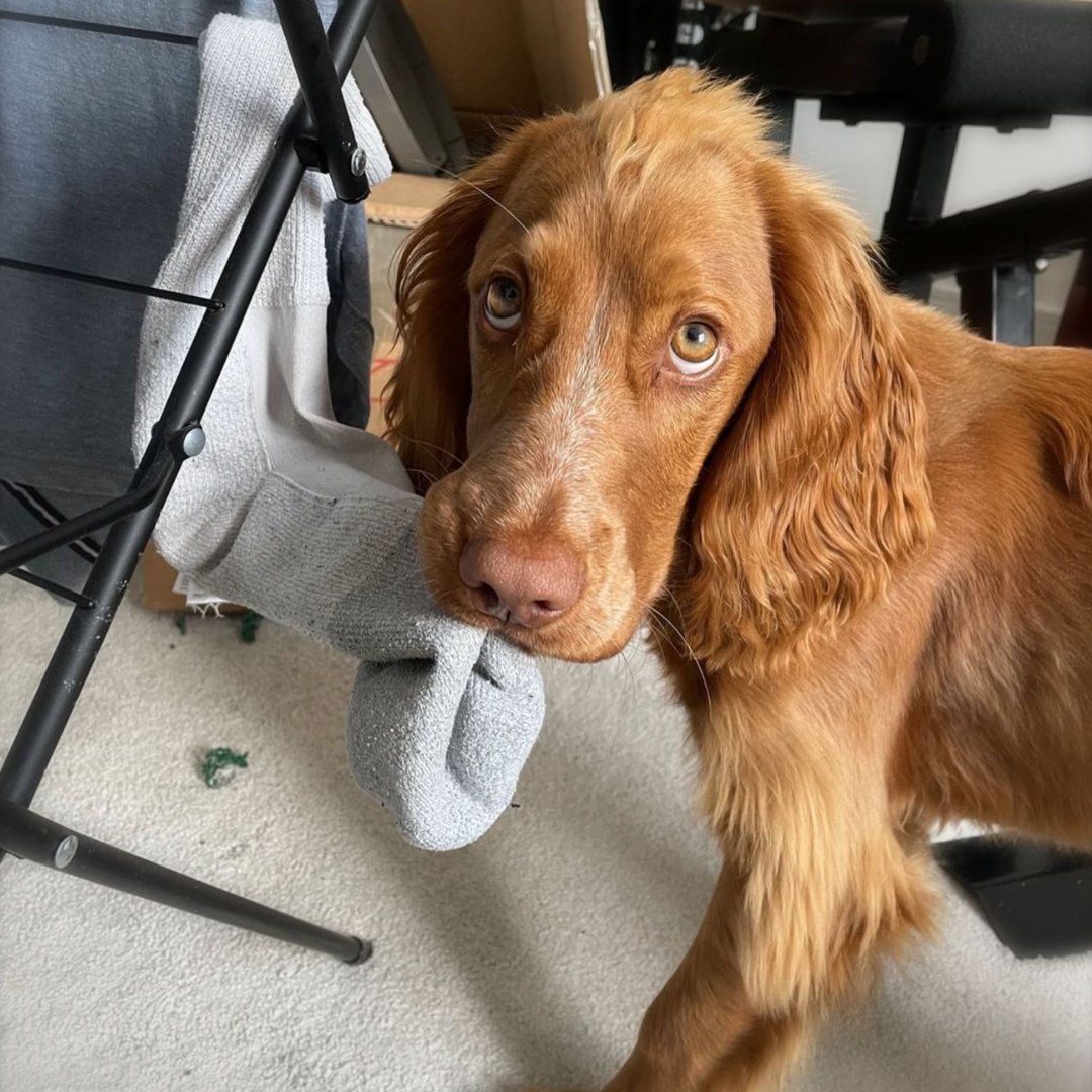 Charlie has been caught in the act this #LostSockMemorialDay 🧦 Hands up if your dog steals your socks (as well as your heart)! P.S. just make sure they don't eat them! 😅 📸: @chunkycharlie_cocker