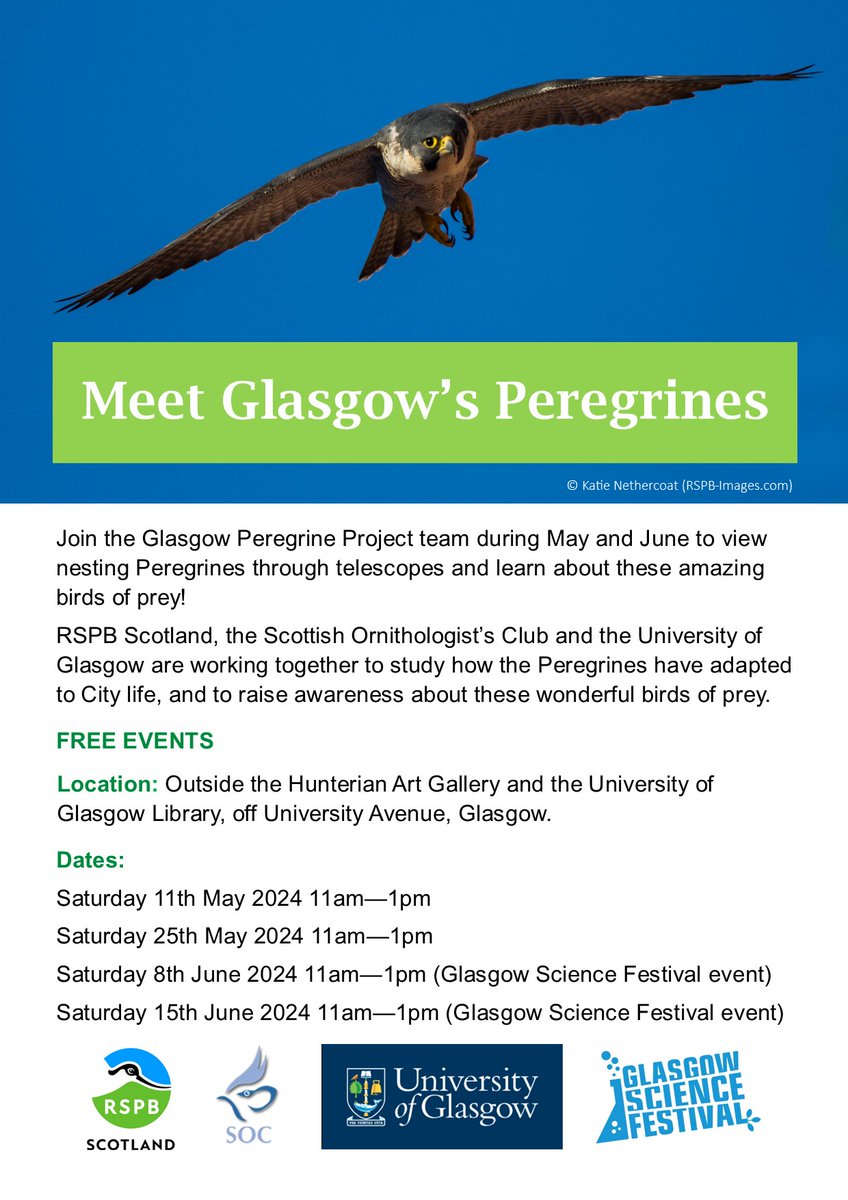 Join the Glasgow Peregrine Project team (@RSPBScotland @ScottishBirding and @UofGlasgow   for a series of Peregrine viewing events during May & June, starting this Saturday 11th May (11am-1pm).
We'll be outside the Hunterian Art Gallery with telescopes and nest camera feeds. 🐥🔭
