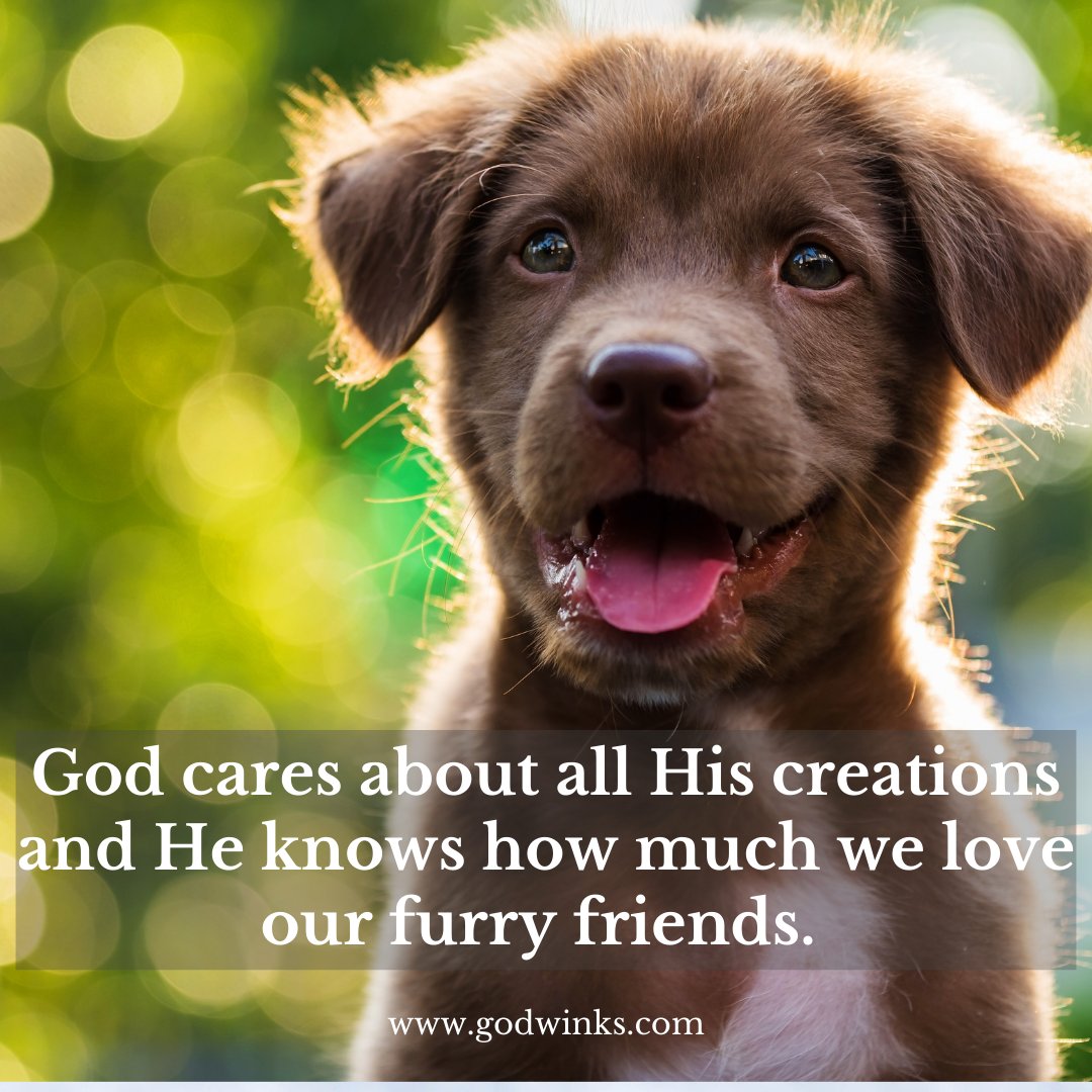 When we lose a beloved pet, we ache from their absence. We feel the loss just as deeply as we would a human companion. God cares about all His creations and He knows how much we love our furry friends. 

#Godwinks #dogwinks #godwinkers #dogsofinstagram #ilovedogs #Godlovesyou