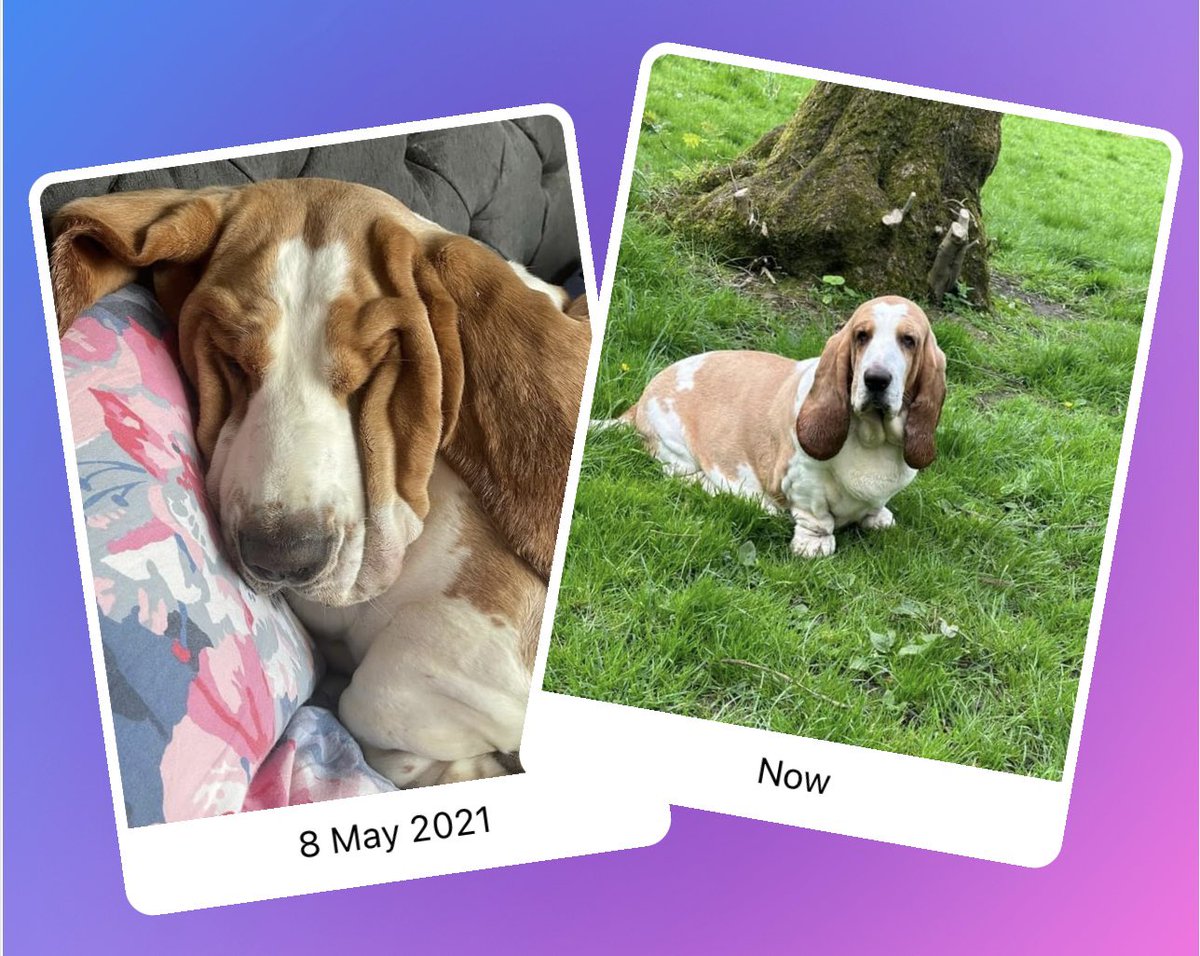 #ThrowbackThursday Ms Darcy 😍💖 #basset #rescuedog 💙