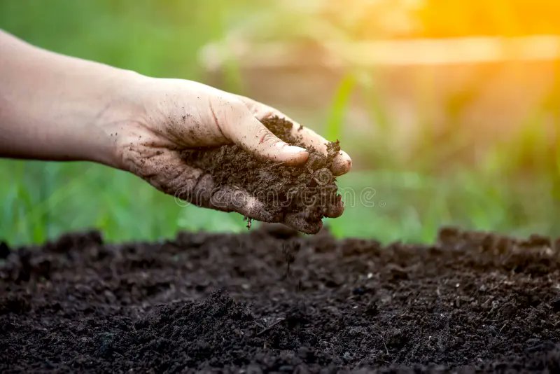 Good #Soil grows crops vital for our nutrition. Rich in nutrients, it helps plants grow. As plants absorb these nutrients, they feed us, keeping us healthy.

Let's support healthy soil for nutritious crops! 🌱

#RoburnaForest #Nature