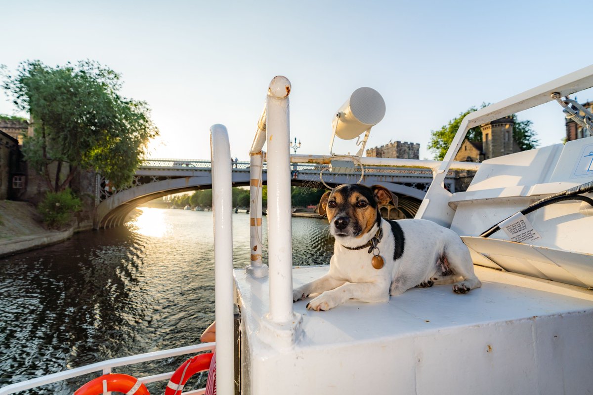 🐾 Looks like somebody is living the 'dogs' life'... 📍 River Ouse, York @visityork 📸: York City Cruises