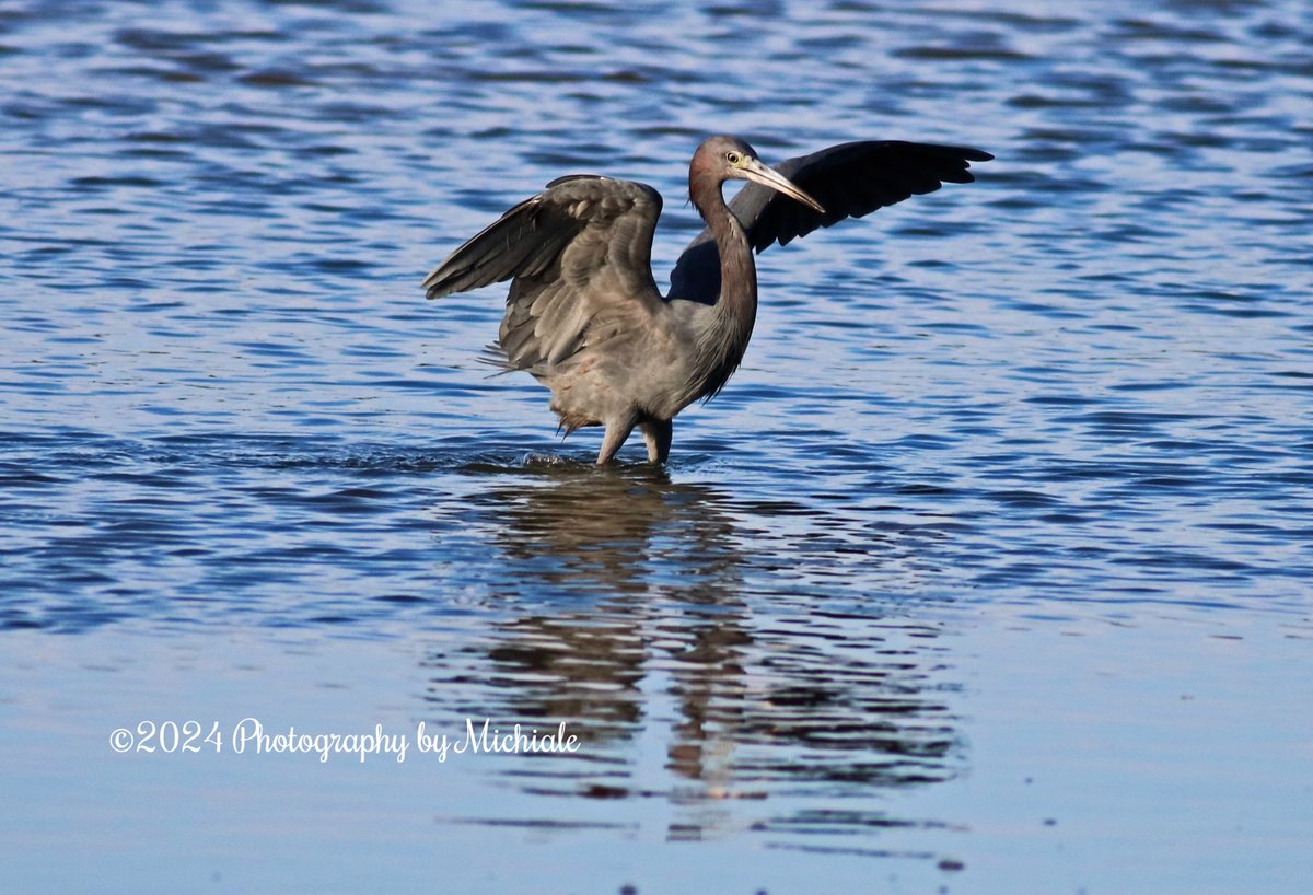 'Nothing is gained by hanging onto past disappointments' (A little blue heron bathing at Ding Darling Wildlife Refuge on Sanibel Island, FL)