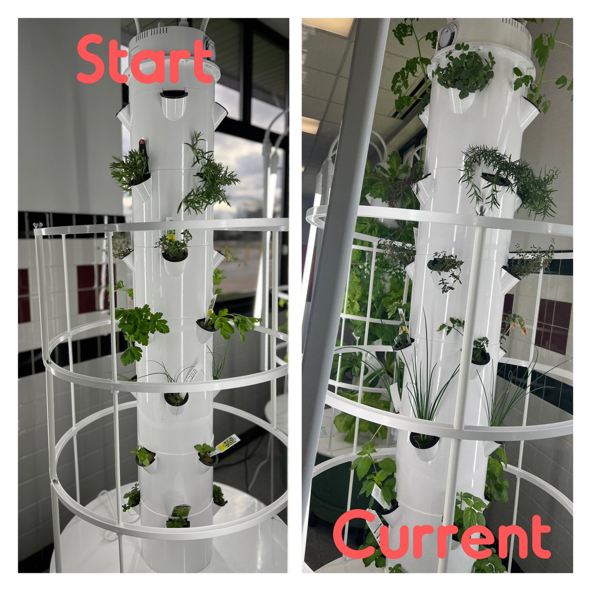 Update on our towers!🪴

WE HAVE GROWN SO MUCH! 🌿

So exicted to be able to harvest some lettuce soon and have our @LyonsSchools  students taste test! 🥗

#salad #growtowers #gardening #Aeroponics