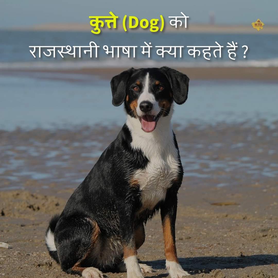 कुत्ते (Dog) को राजस्थानी भाषा में क्या कहते हैं ?🤣🤣🤣🤣