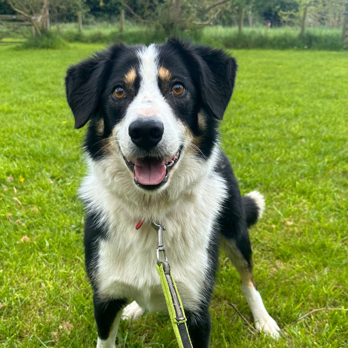 We've had a lot of guests called Max, Belle and Sam but we've never had a Trendy, until recently. I suppose that means he is 'very fashionable and modern'  Details on him and all our guests can be found at bordercollietrustgb.org.uk/rehoming/how-d…