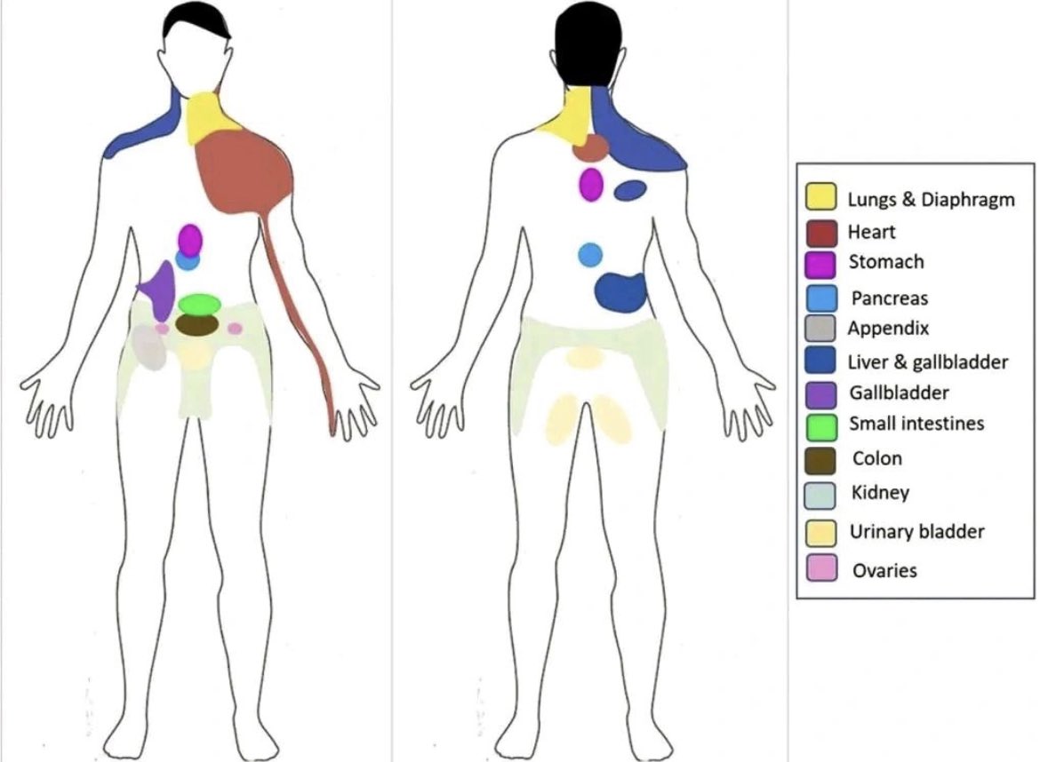 People having pain in their internal organs (visceral pain) are not aware of its source. Instead, they experience referred pain as shown in diagram below. Correct knowledge of the referred location helps in early diagnosis & treatment. E.G; Pain in upper back can be from stomach