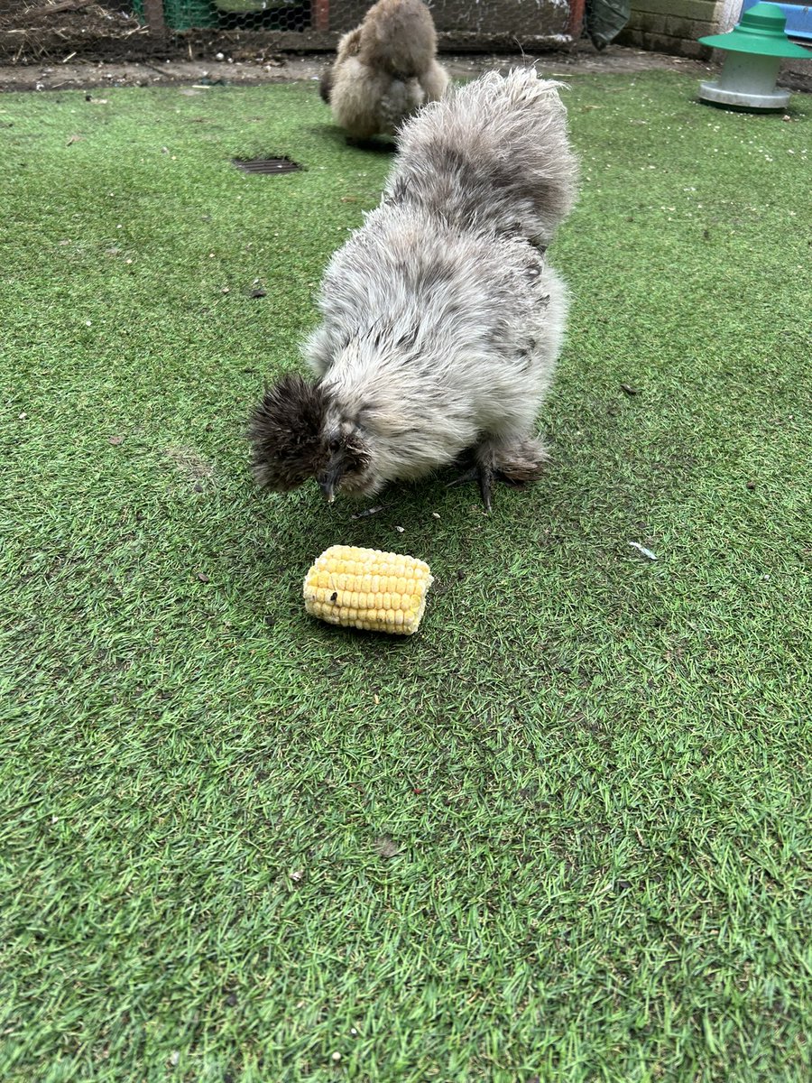 #BBCAuthorsLive P6/7 at Muirhouse Primary are loving your interview with M.G Leonard! We would like to show you our special chickens, too! This is Munchie, Cookie and Oreo our school pets!