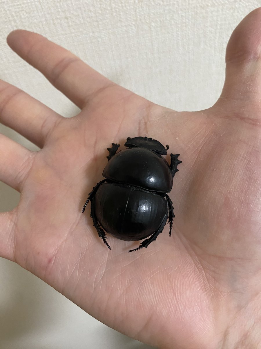 再掲 ピンポンタマオシコガネ Circellium bacchus