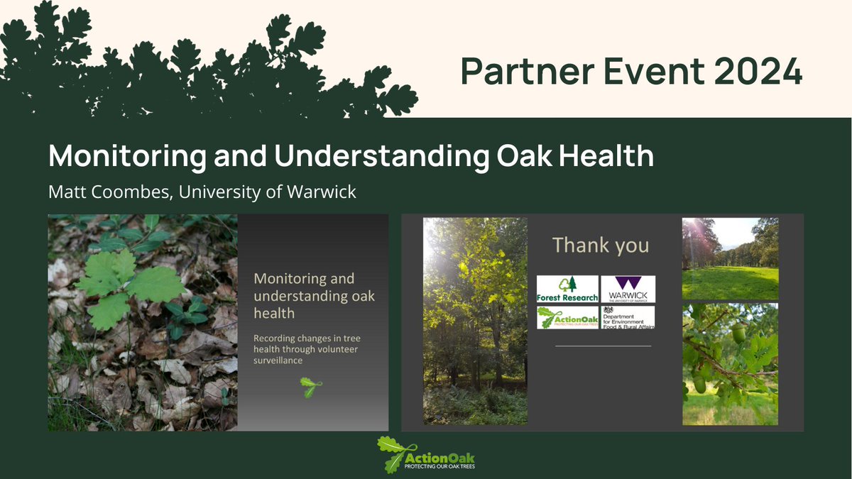 Matt Coombes from @uniofwarwick presents 'Monitoring and Understanding Oak Health'. 🌳🌳🌳 #PlantHealthScience #ActionOakPartnerEvent2024 #PlantHealthWeek