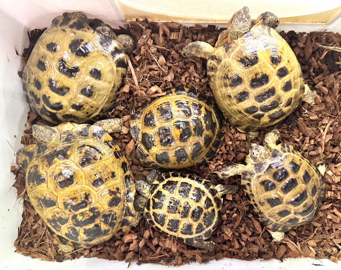 ◆「TORTOISE LAND リクガメ飼育百科」◆完全飼育マニュアル◆ トータス・ガーデン（リクガメ資料：参考書／レポート／動物病院）