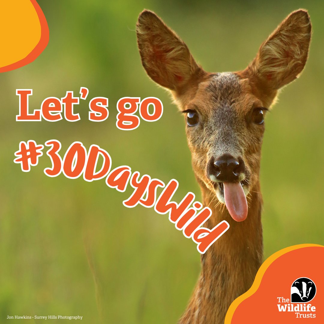 Spend June connecting with nature by taking part in #30DaysWild! Whether you spend the day hiking in the sun or dedicate an evening to watching a wildlife documentary, there are ways to stay wild every day! Sign up now 👉 wildlifetrusts.org/30dayswild