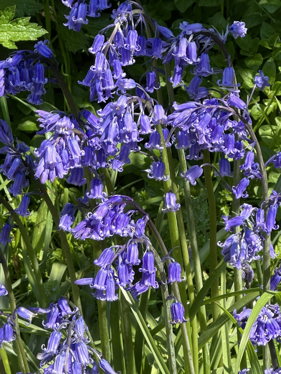 Bluebells…
#bluebell #wildflowers #woodland #plants
💙💙💙
🌱🌱🌱