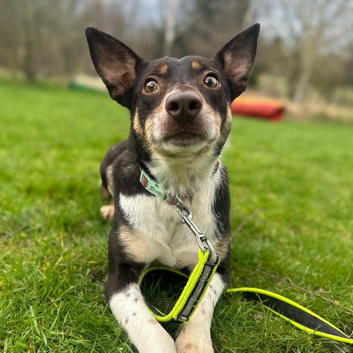 Roxy is all ears, waiting to hear of any interest in adopting her. If you think you could offer her a home please visit bordercollietrustgb.org.uk/rehoming/how-d…
