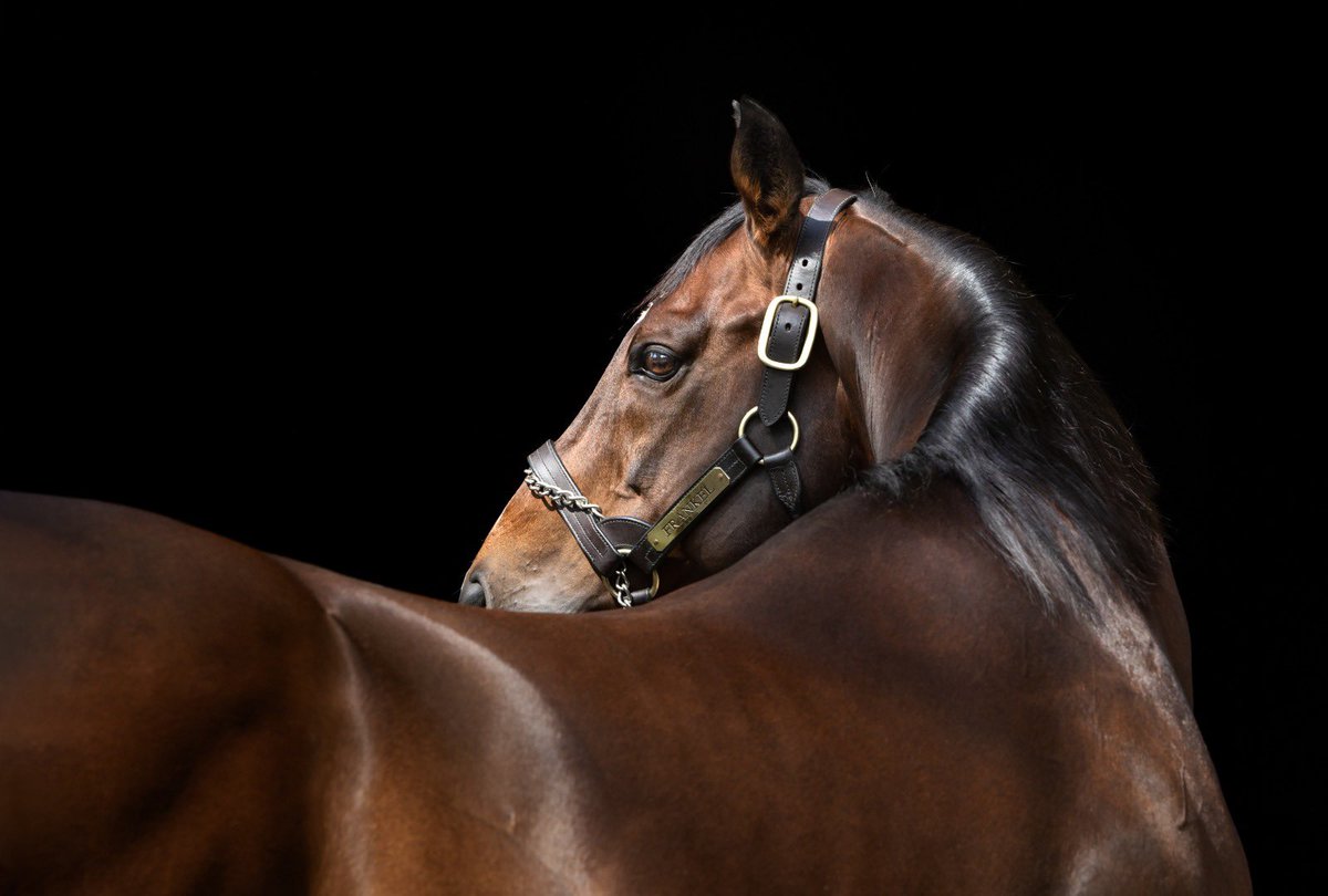 Lot 75 GLOBAL BRAND in foal to Champion sire FRANKEL sells for $5⃣5⃣0⃣0⃣0⃣0⃣ at the @inglis_sales Chairman's Sale!🍾 Congratulations to connections & purchaser @AllamRacing & @bruceaslade👏👏 #NewgateConsignment