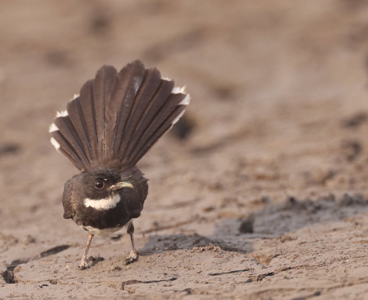 This White-throated Fantail (#BirdsSeenIn2024) demonstrated very effectively to its audience today here in the Lao People’s Democratic Republic how it came by its English name [BirdingInChina.com].