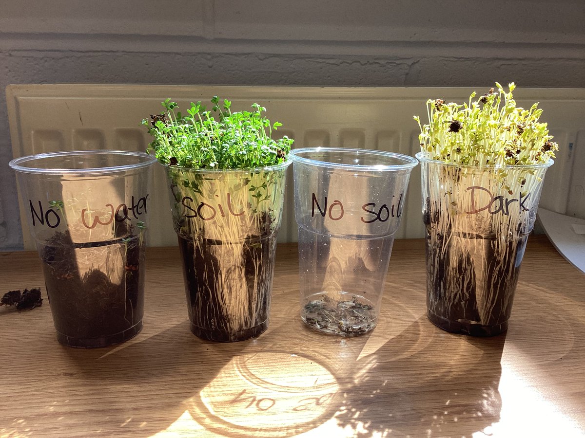 During Science, Year 2 have been learning about germination and the conditions plants need to grow.