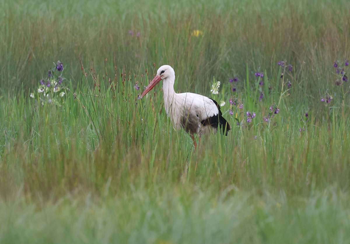 Early morning walk in Northern Switzerland brought a simply beautiful white stork and a surprisingly confiding nightingale. #birdphotography #BirdsSeenIn2024 #birds #birdwatching