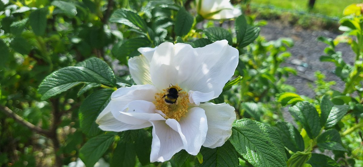 The dog rose has started to blossom and the local bumble bees sound delighted. The shape of the flower amplifies the buzzing of the bees and allows them to be heard from a few meters away.